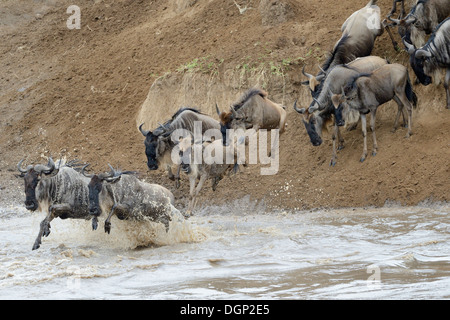 Gnus beim Überqueren des Flusses in den Mara River springen. Stockfoto