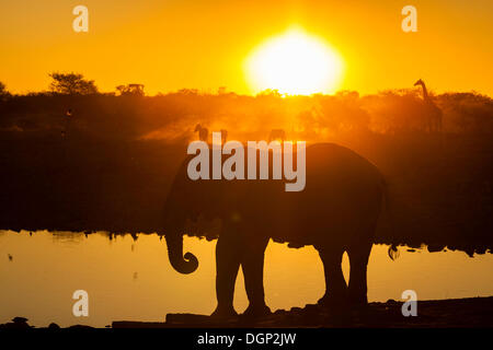 Wilde Tiere im Sonnenuntergang, Afrikanischer Elefant (Loxodonta Africana), Ebenen Zebras (Equus Quagga) und eine Giraffe (Giraffa Stockfoto