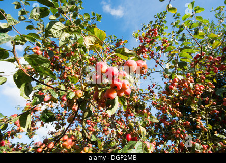 Die Äste eines Baumes Holzapfel (Malus Sylvestris) beladen mit Reife Obst. UK, 2013. Stockfoto