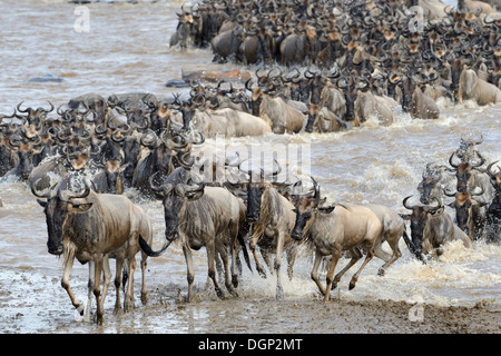 Gnus coming out am Fluss nach Überquerung Stockfoto