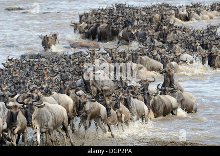 Gnus coming out am Fluss nach Überquerung Stockfoto