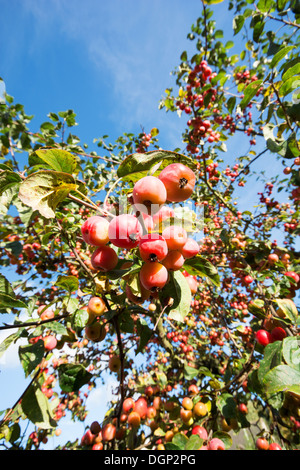 Die Äste eines Baumes Holzapfel (Malus Sylvestris) beladen mit Reife Obst. UK, 2013. Stockfoto