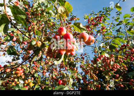 Die Äste eines Baumes Holzapfel (Malus Sylvestris) beladen mit Reife Obst. UK, 2013. Stockfoto