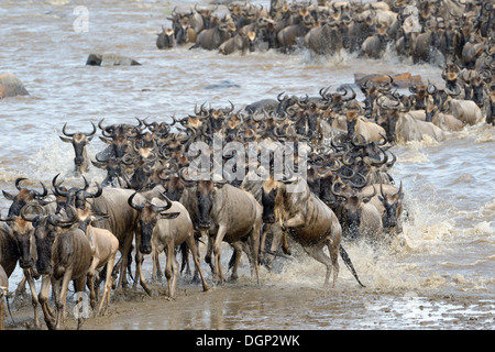 Gnus, die aus dem Fluss nach Überquerung. Stockfoto