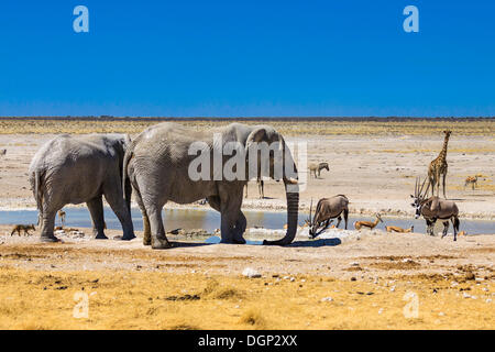 Afrikanische Elefanten (Loxodonta Africana), Spießböcke (Oryx Gazella), eine Giraffe (Giraffa Plancius) und Springböcke (Antidorcas Stockfoto