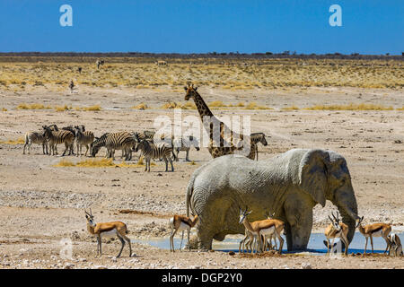 Afrikanischer Elefant (Loxodonta Africana), Giraffen (Giraffa Plancius), Springböcke (Antidorcas Marsupialis) und Zebras (Equus Stockfoto