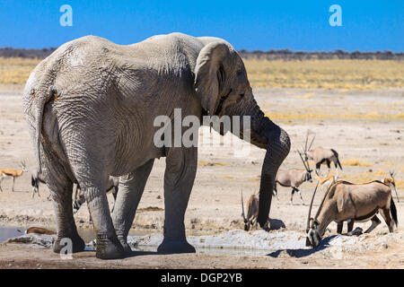 Afrikanischer Elefant (Loxodonta Africana) und Gemsbock oder Oryx (Oryx Gazella), an der Wasserstelle Nebrowni, Etosha Nationalpark Stockfoto