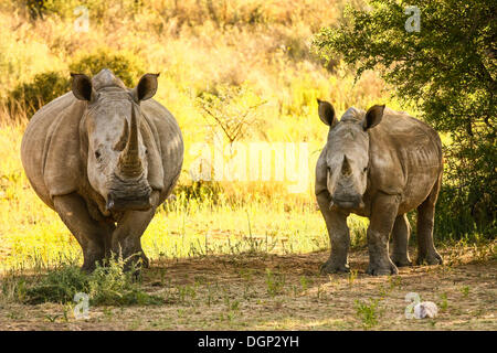 Weiße Nashörner, Square-lippige Nashörner, eine Kuh und ein Kalb (Ceratotherium Simum), Namibia, Afrika Stockfoto