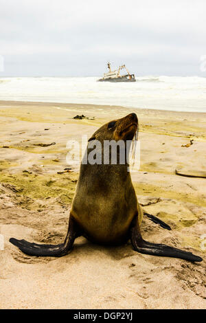 Eared Dichtung (Otariidae) sitzt vor einem Schiffbruch an der Küste von Namibia, Afrika Stockfoto