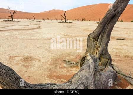 Tote Bäume und trockenen Böden in Deadvlei, Sossusvlei, Namib-Wüste Namib Naukluft Park, Namibia, Afrika Stockfoto