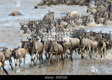 Gnus, die aus dem Fluss nach Überquerung. Stockfoto