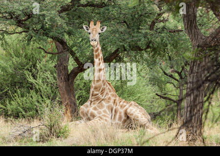 Giraffe (Giraffa Plancius) liegen unter einem Baum Camel Thorn oder Giraffe Thorn (Acacia Erioloba), Daan Viljoen Park, Namibia Stockfoto