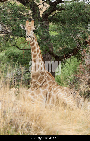 Giraffe (Giraffa Plancius) liegen unter einem Baum Camel Thorn oder Giraffe Thorn (Acacia Erioloba), Daan Viljoen Park, Namibia Stockfoto