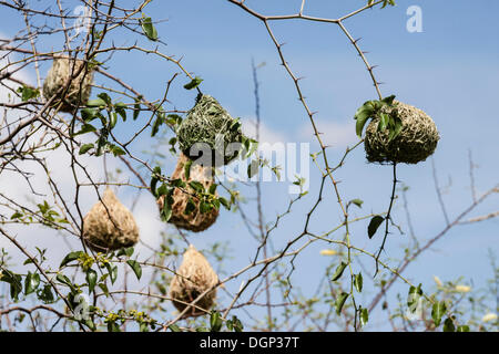 Nester von Webervögeln, maskierte Webervögel (Ploceus Velatus), Namibia Stockfoto