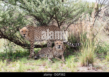 Zwei Geparden (Acinonyx Jubatus) unter einem Busch, Naankuse, Namibia Stockfoto