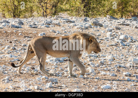 Löwe (Panthera Leo) auf der Pirsch, Etosha Nationalpark, Namibia Stockfoto