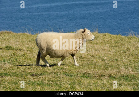 Hausschaf (Ovis Orientalis Aries) direkt am Meer in Tauranga, Nordinsel, Neuseeland Stockfoto