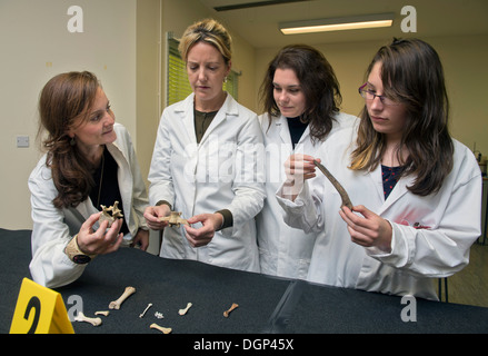 Die Studierenden lernen über Knochen Identifikation mit forensischer Anthropologe Dr. Anna Williams (Mitte rechts) in das forensische Institut Stockfoto