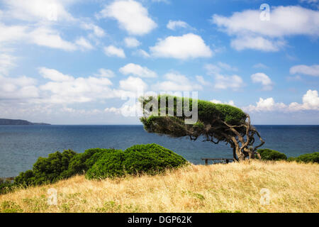 Windgepeitschten Baum durch die Bucht von Buggerru an der Westküste von Sardinien, Iglesiente Provinz, Sardinien, Italien, Europa Stockfoto