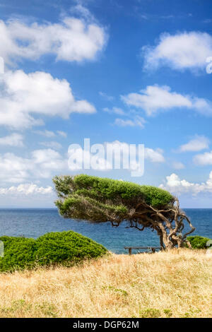 Windgepeitschten Baum durch die Bucht von Buggerru an der Westküste von Sardinien, Iglesiente Provinz, Sardinien, Italien, Europa Stockfoto