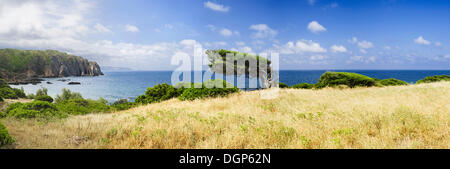 Windgepeitschten Baum durch die Bucht von Buggerru an der Westküste von Sardinien, Iglesiente Provinz, Sardinien, Italien, Europa Stockfoto