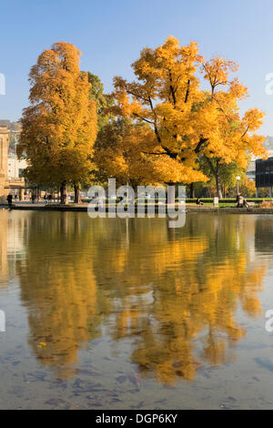 Herbstliche Bäume im Schlossgarten, Schloss Gärten, Stuttgart, Baden-Württemberg Stockfoto