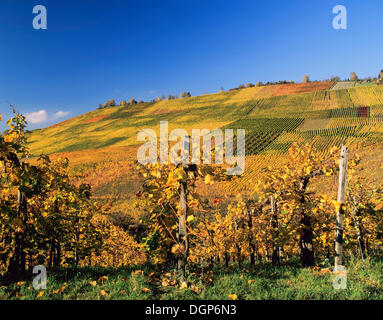 Weinberge im Herbst in der Nähe von Uhlbach, Baden-Württemberg Stockfoto