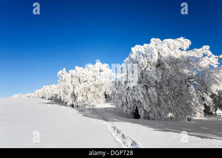 Stark geschneit in Buche, Mt. Schauinsland, Schwarzwald, Baden-Württemberg Stockfoto