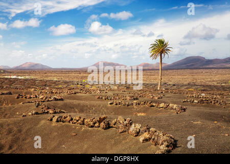 Blick über das Weinbaugebiet von La Geria bergwärts Montañas del Fuego, Lanzarote, Kanarische Inseln, Spanien, Europa Stockfoto