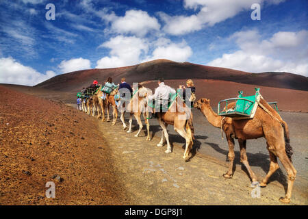 Touristen, die Reiten Dromedare in den Nationalpark Timanfaya, Lanzarote, Kanarische Inseln, Spanien, Europa Stockfoto