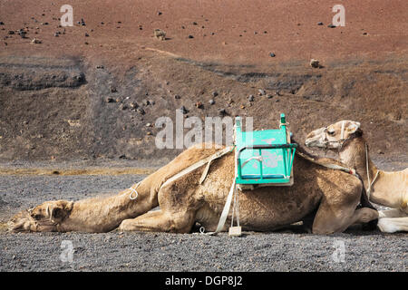 Dromedare eine Rast an der Station Dromedar Nationalpark Timanfaya, Lanzarote, Kanarische Inseln, Spanien, Europa Stockfoto