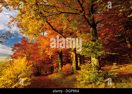 Deutschland, Natur Park Odenwald: Goldener Oktober mit Herbst Wald am Katzenbuckel mountain Stockfoto