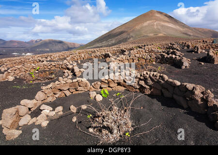 Traditionelles Weinbaugebiet in der Lavalandschaft von La Geria, hinter der Montana Guardilama, Lanzarote, Kanarische Inseln Stockfoto