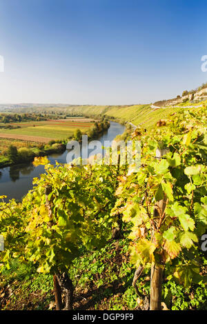 Weinberge in der Nähe von Mundelsheim bin Neckar, Neckar River, Baden-Württemberg Stockfoto