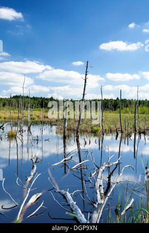 Tote Bäume und Wolken spiegeln sich in das Wasser des Schwenninger Moos Moor, Baden-Württemberg Stockfoto