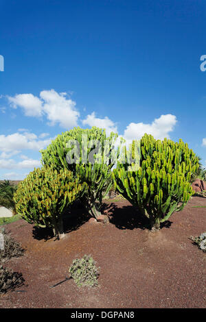 Pflanzen der Familie Wolfsmilch (Euphorbiaceae), Las Playitas, Fuerteventura, Kanarische Inseln, Spanien Stockfoto