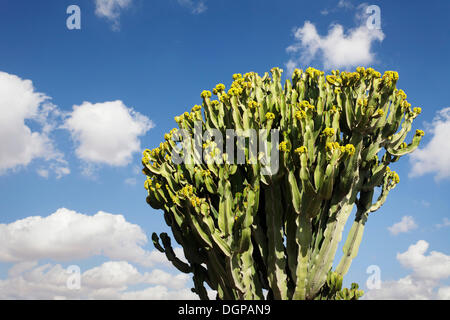 Pflanzen der Familie Wolfsmilch (Euphorbiaceae), Las Playitas, Fuerteventura, Kanarische Inseln, Spanien Stockfoto