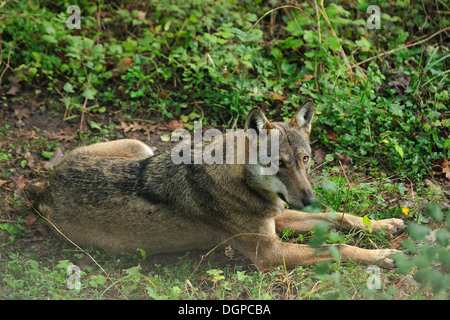 Italienischer Wolf Canis Lupus Italicus, Canidae, Nationalpark Abruzzen, Italien Stockfoto