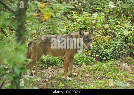 Italienischer Wolf Canis Lupus Italicus, Canidae, Nationalpark Abruzzen, Italien Stockfoto