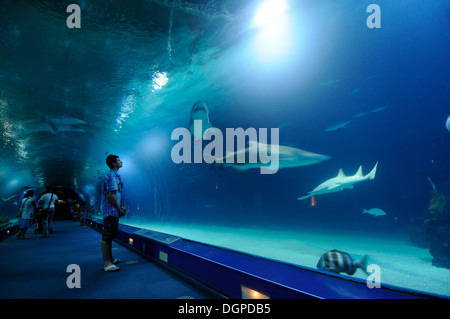 L'Oceanogràfic, befindet sich ein Marine Park in der Stadt der Künste und Wissenschaften von Valencia, Spanien. Stockfoto