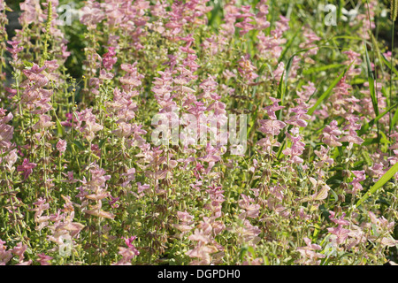 Jährliche Clary Stockfoto