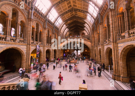 Haupthalle des Natural History Museum London Stockfoto