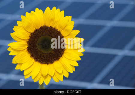 Sonnenblume und Solar-panel Stockfoto