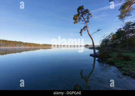 Kiefer (Pinus Sylvestris) auf See Grosser Ostersee, Osterseen, Iffeldorf, Fuenfseenland Seen, Bayern, Oberbayern Stockfoto