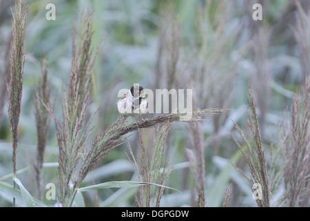 Gemeinsamen Reed Bunting Stockfoto