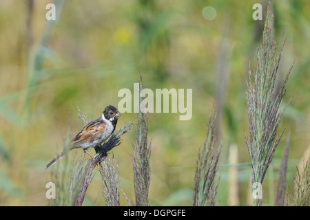 Gemeinsamen Reed Bunting Stockfoto