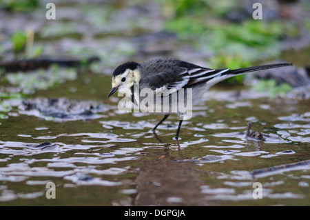 Ein Trauerschnäpper Bachstelze Paddeln im Wasser UK Stockfoto