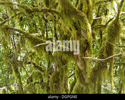 Moosbewachsenen Bäumen, laurel Wald, Nationalpark Garajonay, Hermigua, La Gomera, Kanarische Inseln, Spanien, Europa Stockfoto