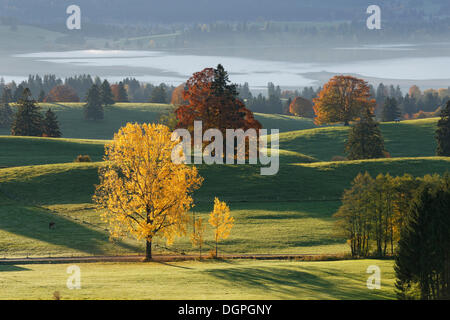 Herbstmorgen über Forggensee See, Ussenburg in der Nähe von Rosshaupten, Ostallgaeu, Allgäu, Schwaben, Bayern Stockfoto