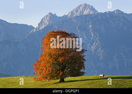 Herbstliche Buche (Fagus Sylvatica), Tannheimer Berge auf der Rückseite, Rieden am Forggensee, Ostallgaeu, Allgäu, Schwaben, Bayern Stockfoto